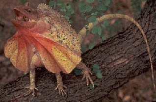 frilled lizard