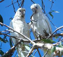 schmusende Corellas