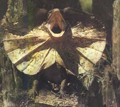 The Frill