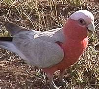 Galah