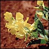 Blume in der Wüste
