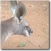 Australien Photos