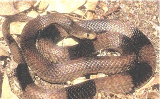 Main Page